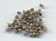 Vitex agnus-castus: Dried chaste tree fruits