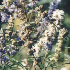 Vitex agnus-castus: Chaste tree flowers