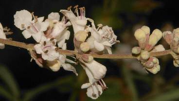 Vitex agnus-castus: Chaste Tree flower (Albino)
