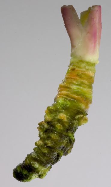Wasabia japonica: Wasabi root