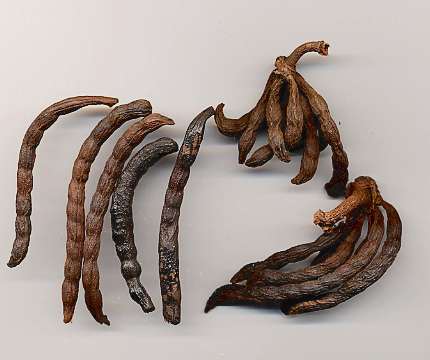 Xylopia aethiopica: Dried kili pepper fruits