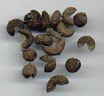 Zanthoxylum rhetsa (limonella): Indian Sichuan pepper