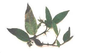 Zanthoxylum acanthopodium: Sumatra pepper twig