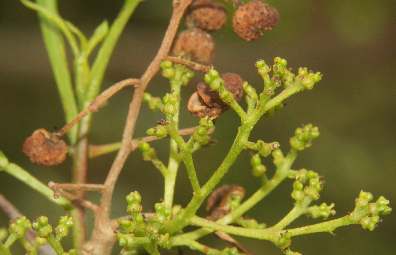Zanthoxylum alatum: Weibliche Blüten und trockene Kapseln des Nepalpfeffers