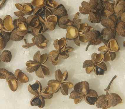 Zanthoxylum spec: Muthise, Verwandter von Sichuanpfeffer aus Naga-Land