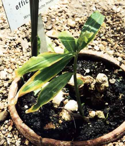 Zingiber officinale: Young ginger plant