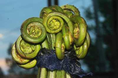 North Indian (Kumaoni) Food: Fresh fern fiddleheads (nyuri, lingure), a Kumaoni wild vegetable 