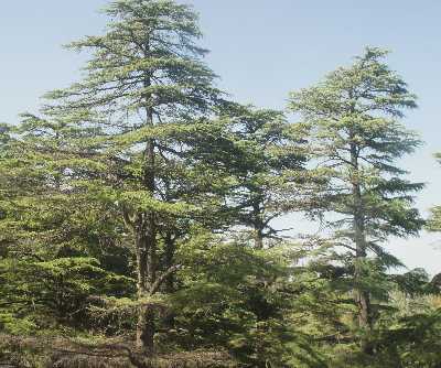 Cedrus deodara: Himalayan ceder, Deodar tree