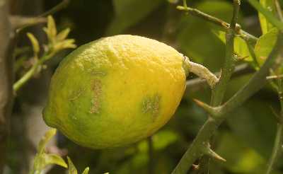 Lemon (Citrus limon) ripening in Kasar Devi, near Almora, Uttaranchal (North India)