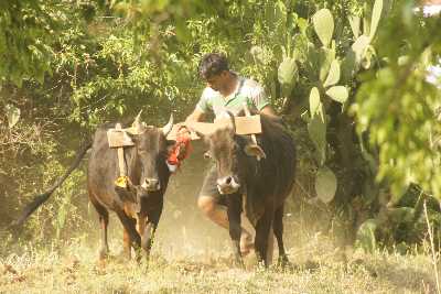Rural agriculture (ploughing with oxen) in Kasar Devi, near Almora, Uttarakhand (North India)