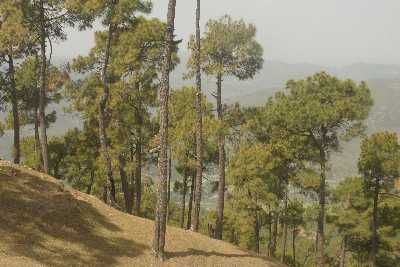 Pine forest (Pinus roxburghii) in Kasar Devi, near Almora, Uttarakhand (North India)