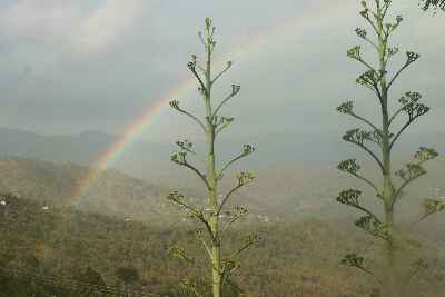 Agava americana inflorescence and rainbow in Kasar Devi, near Almora, Uttarakhand (North India)