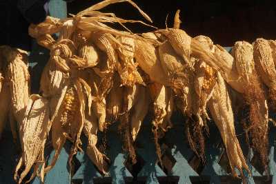 Maize cobs dry under a roof, Basantapur Bazar, Nepal