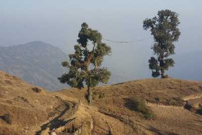 Castanopsis hystrix:  Trees with Buddhist prayer flags ear Basantapur Bazar, Nepal
