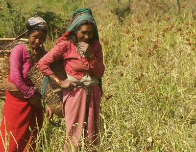 Millet Harvest at Dadeldhura, Western Nepal