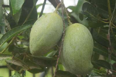 Mangifer indica; Mango cultivar Alphonso, seen in Dambulla, Sri Lanka