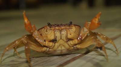 Freshwater Crab, seen in Dambulla, Sri Lanka