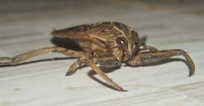 Unknown ugly insect (beetle?), seen in Dambulla, Sri Lanka