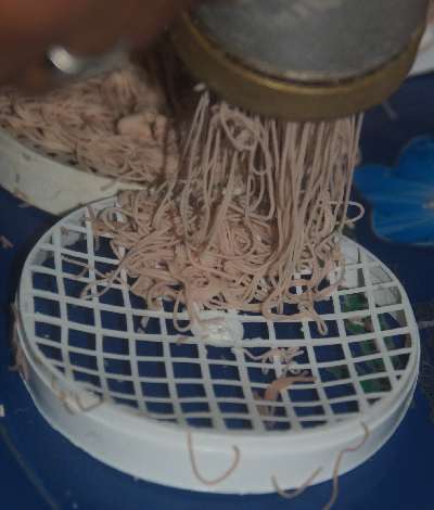Sri Lankan Food: Preparation of String Hoppers (Indi Appa) 