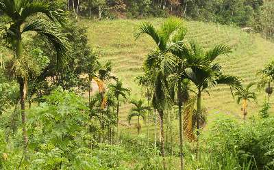 Tropical vegetation shimmering in Fifty Shades of Green, around Ketawala, near Ella and Badulla, Hill Country, Sri Lanka