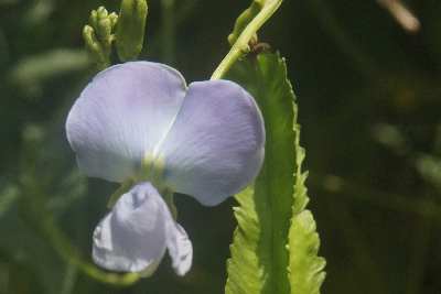 Psophocarpus tetragonolobus: Winged bean flower and pod, seen in Ella, Hill Country, Sri Lanka