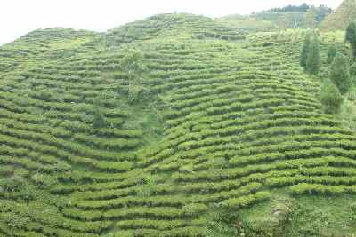Tea garden in Fikkal, Eastern Nepal