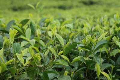 Camellia sinensis: Tea plant in Fikkal, Eastern Nepal