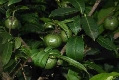 Camellia sinensis: Tea plant with fruit in Fikkal, Eastern Nepal