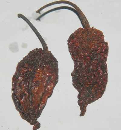 Capsicum chinense: Dried and smoked Naga Jolokia chili