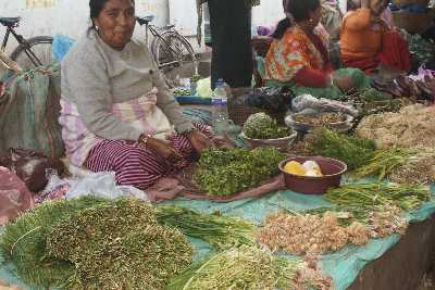 Culinary herbs at „Women Market“ Ima Keithel in Imphal, Manipur, North-East India