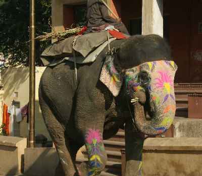 Tourist Elephant in Amber Fort, near Jaipur, Rajasthan (India)