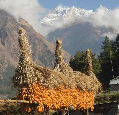 Maize drying in a shelter, Annapurna in the backdrop, Lete (Mustang, Nepal)