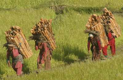 Local village women carrying fuel to their homes, in Jumla, Western Nepal