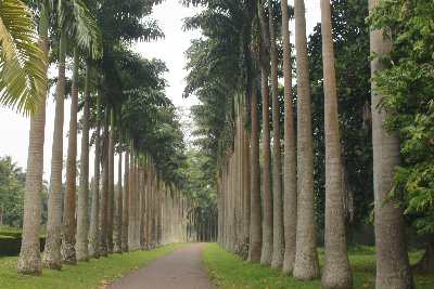 Cabbage Palm Avenue (Roystonea oleracea) in Peradeniya Royal Botanical Garden, near Kandy (Mahanuwara), Sri Lanka