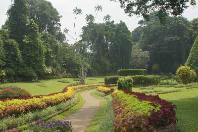 Lawn in Peradeniya Royal Botanical Garden, near Kandy (Mahanuwara), Sri Lanka