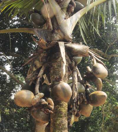 Coco de mer (Double Coconut, Lodoicea maldivica) in Peradeniya Royal Botanical Garden, near Kandy (Mahanuwara), Sri Lanka