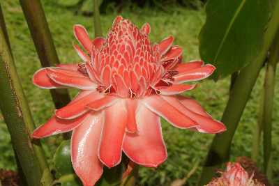 Torch Ginger flower (Etlingera elatior) in Peradeniya Royal Botanical Garden, near Kandy (Mahanuwara), Sri Lanka
