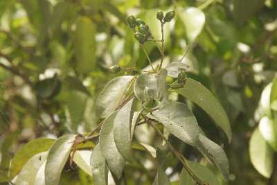 Cinnamon fruits (Cinnamomum zeylanicum/verum) in Spice Garden near Matale, Sri Lanka