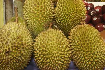 Durian (Durio zibethinus) fruits at Municipal Market Kandy (Mahanuwara), Sri Lanka