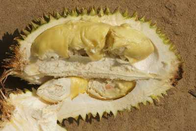 Durian (Durio zibethinus) fruit split open