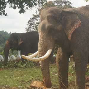 Lankatilaka Viharaya Perahera: Elephants at Lankathilaka temple, near Kandy, Hill Country, Sri Lanka