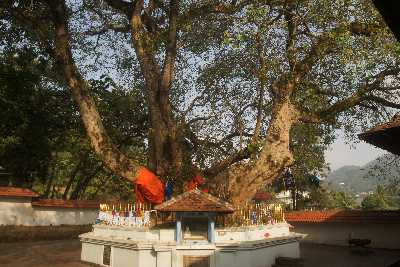 Bodhi tree (Ficus religiosa) at Vishnu Devalaya in Kandy (Maha-Nuwara), Sri Lanka