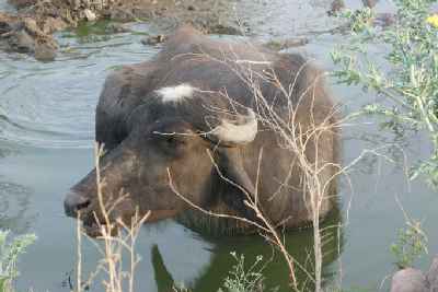 Water Buffalo, Khajuraho, Madhya Pradesh, India