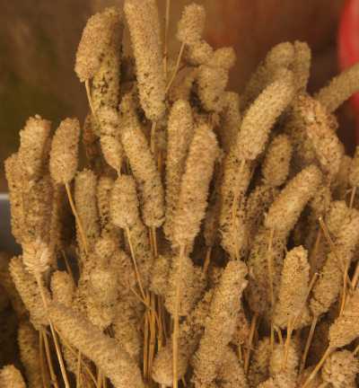 Elsholtzia blanda culinary herb (niepfü) for Naga cooking, Kohima, Nagaland, North-East India