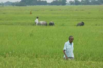 Rural rice fields in Lumbini, Nepal