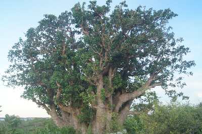 Adansonia digitata: Baobab tree in near the road between Mannar and Pesalai, Northern Province, Sri Lanka