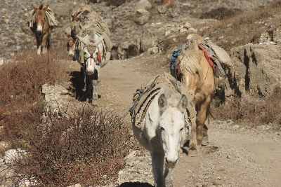 Horse caravan descending from Thorong La pass via Muktinath, Mustang, Nepal