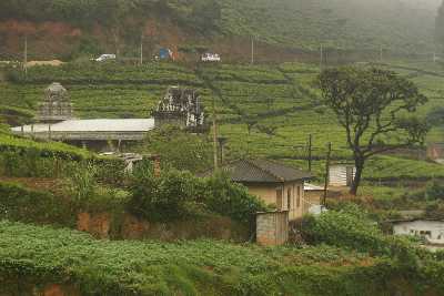 Bambarakele Tea Estate near Nuwara Eliya (Nurelia, Nuvarelia), Hill Country, Sri Lanka