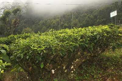 Old tea bush (Camellia sinensis) in Nuwara Eliya (Nurelia, Nuvarelia), Hill Country, Sri Lanka