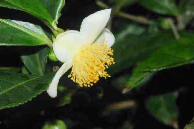 Camellia sinensis: Tea flower